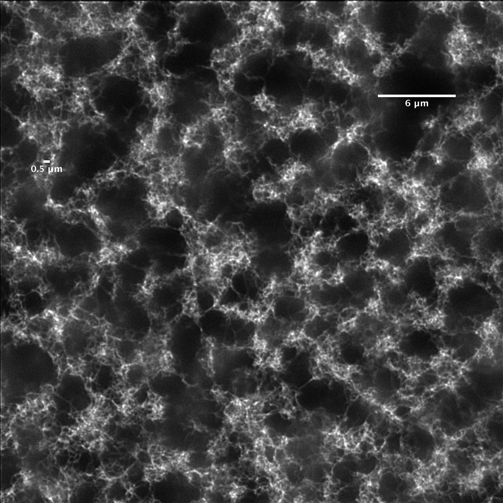 Structure of biomimetic hydrogel