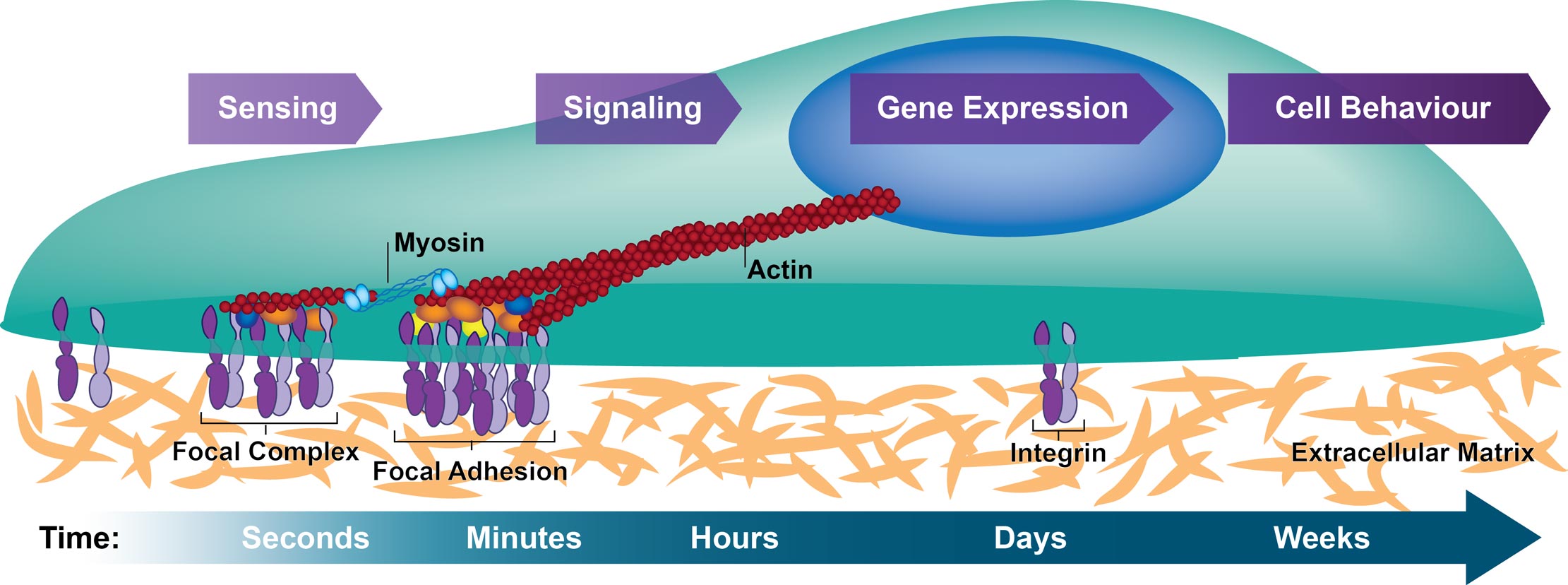 cellular-adhesion-in-3d-matrices-rocha-lab