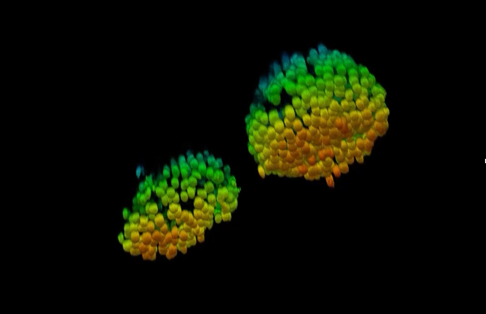 Imaging organoids